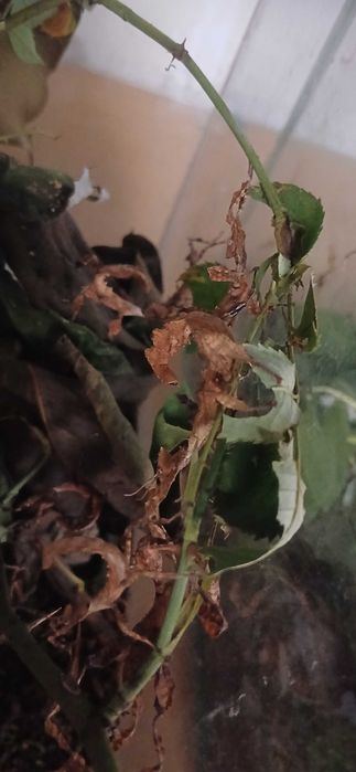 Straszyk Australijski Terrarium24 Lublin