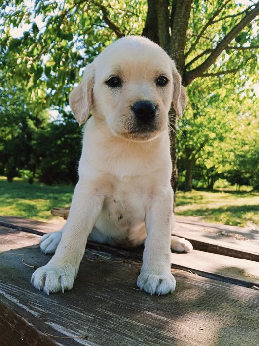 Suczka labrador szuka domu