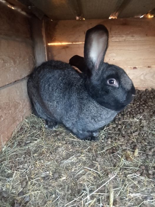 Królik samiec mieszaniec