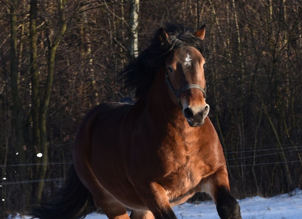 Ogier zimnokrwisty Carmel Z