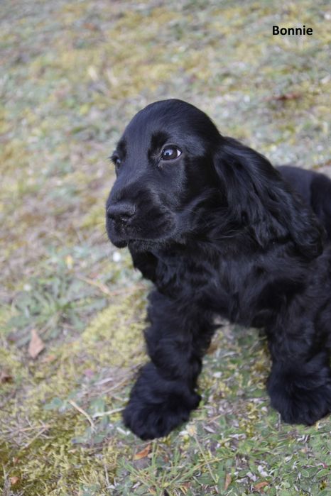 suczka  cocker spaniel angielski ZKwP