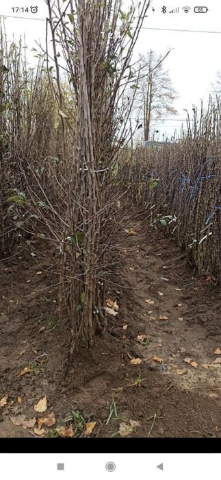 Drzewka i krzewy owocowe