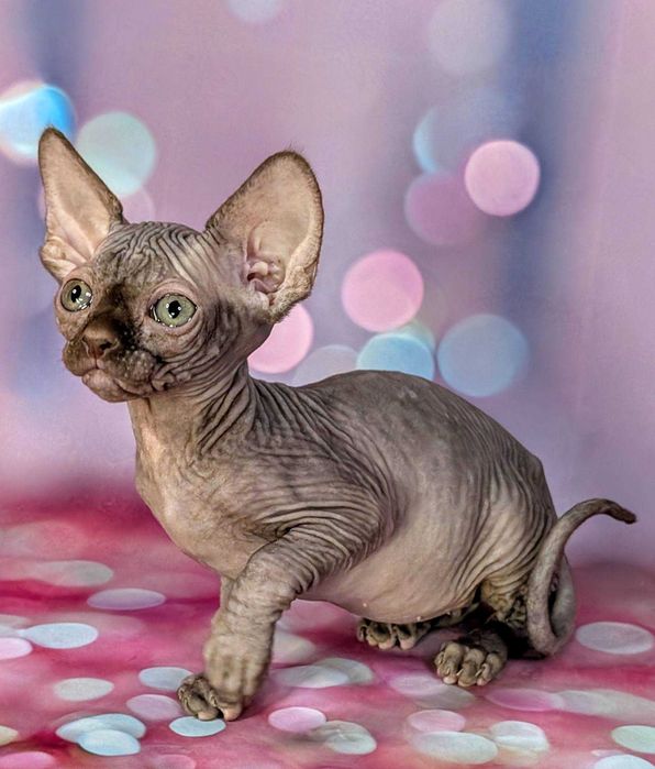 Scarlett Sfinks kanadyjski Czekoladowa dziewczynka