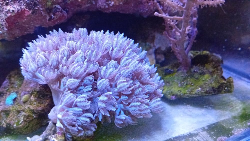 Koralowce sprzedam lub wymienię