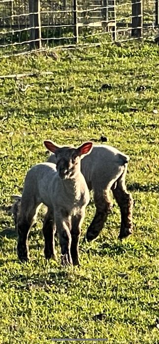Carneiros,  Mouton Vendéen.