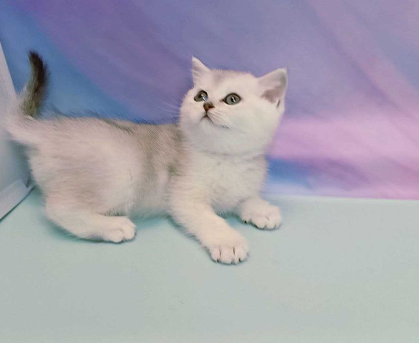 Шиншилки. Чистокровні елітні кошенята, Scottish Straight