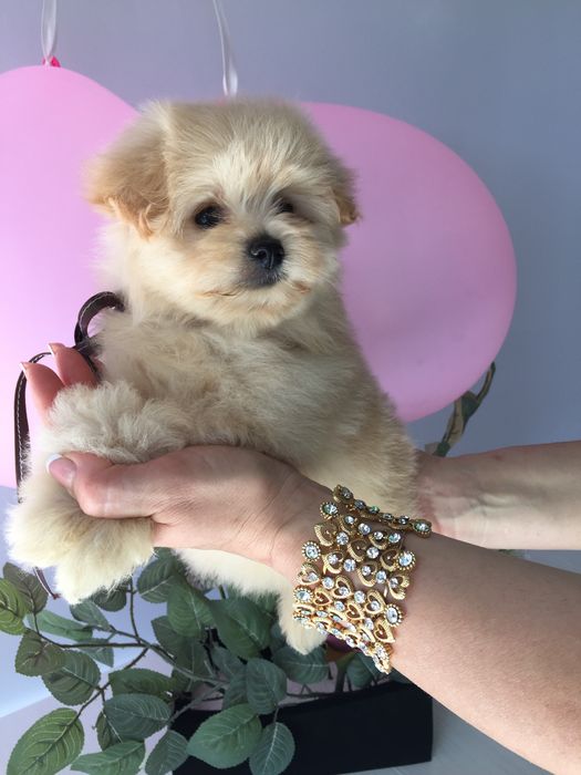 Помапу — Дівчатка, які змінять вашу реальність