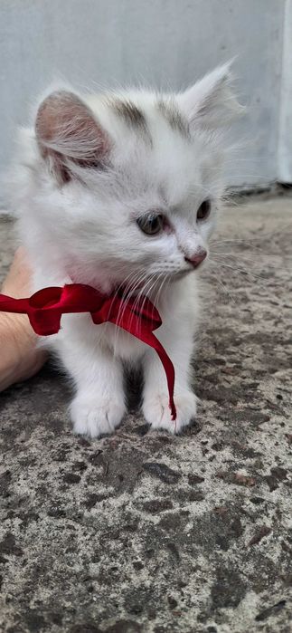 Віддам в добрі руки