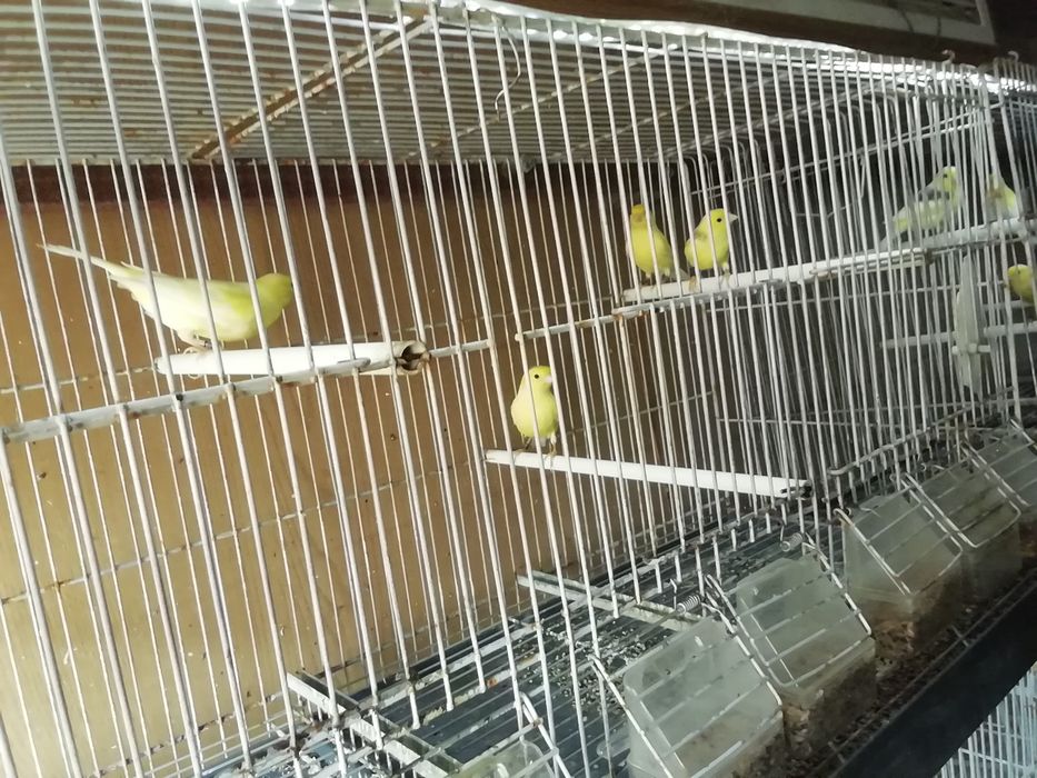 Canários várias ráças