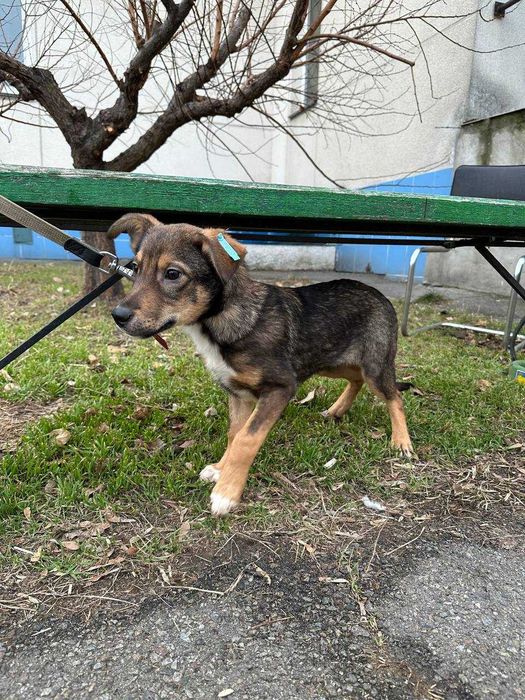 Цуценя, 5 місяців, дівчинка