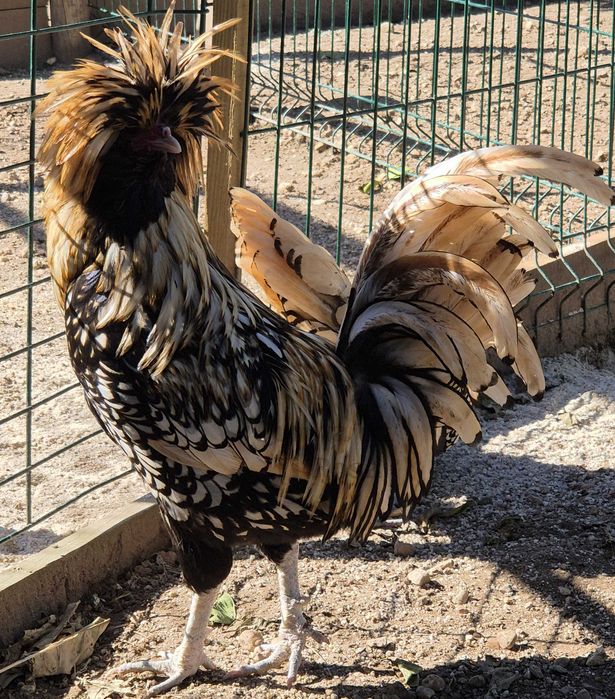 Galinhas jovens– Pekin Lavanda, Brahma e Padovana