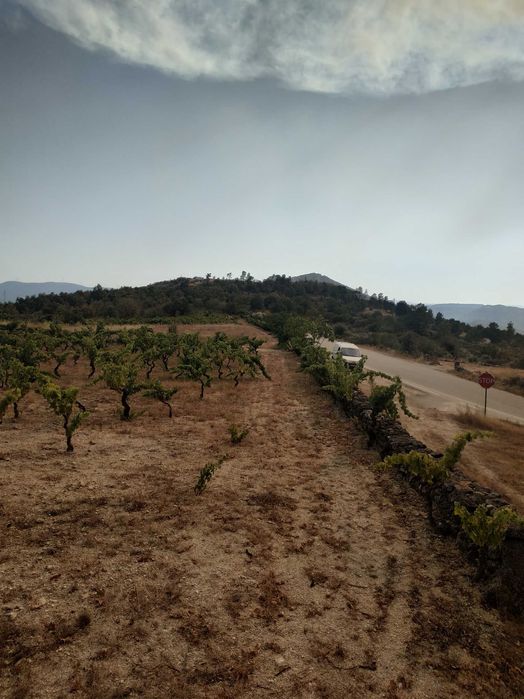 Terreno agrícola em activo.