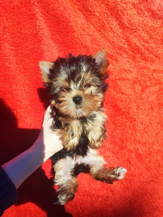 Прекрасная мини малышка Йорка