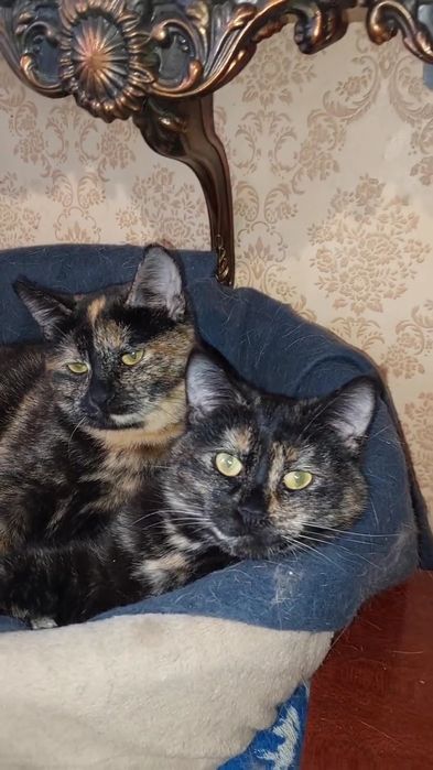 Отдам кошку черепахове окраса,  7 месяцев, стерилизована