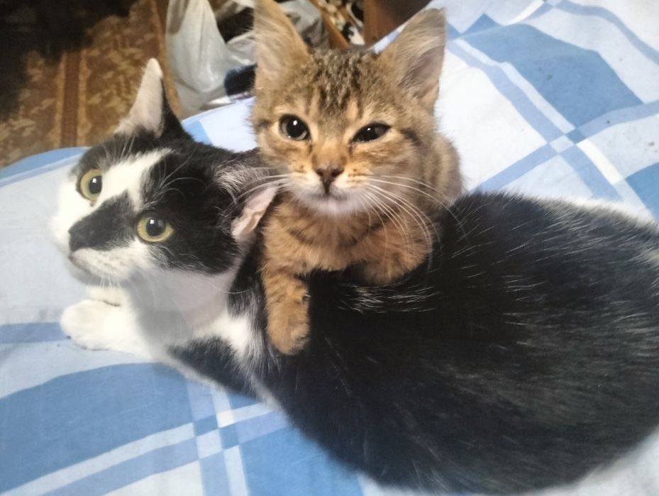 Кошенята в добрі руки