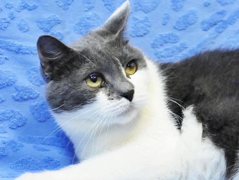 Добра Кішечка Санні мріє про родину!