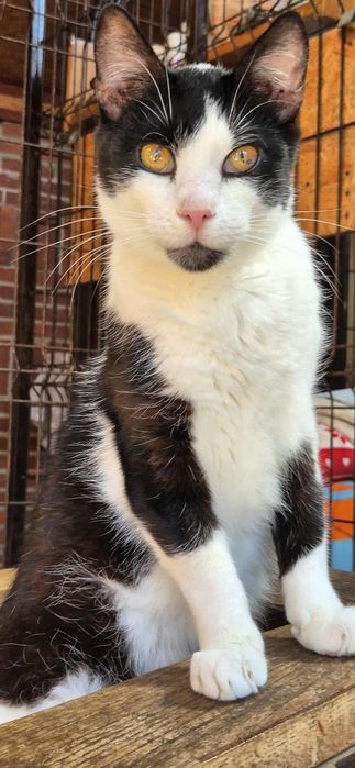 Kocur szuka kochającego domu