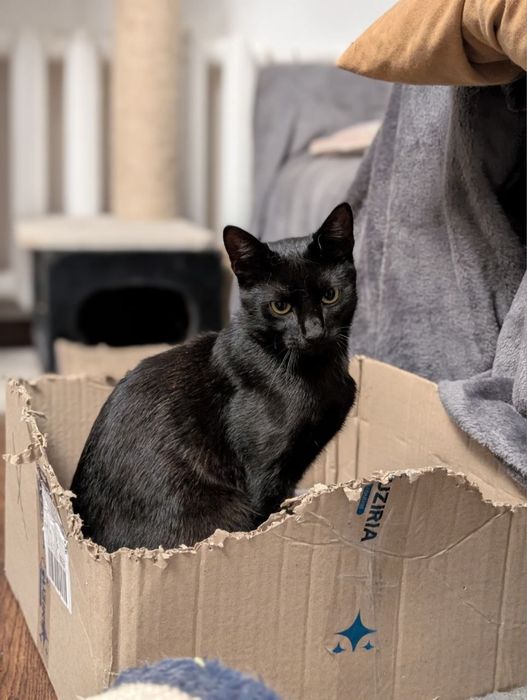Котик Руфус шукає дім