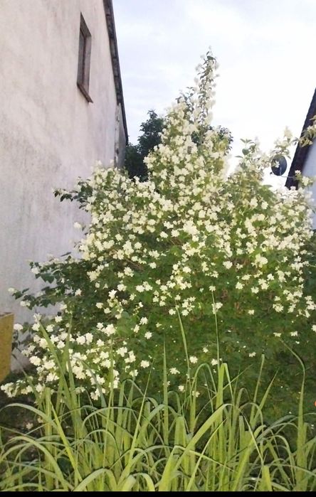 Za darmo Stara odmiana jaśminu / jaśmin / żywopłot do wykopania