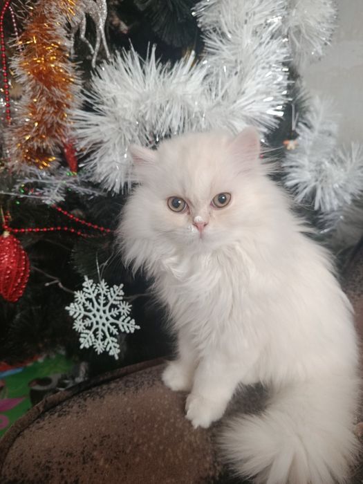 Персидкая шиншилла мальчик