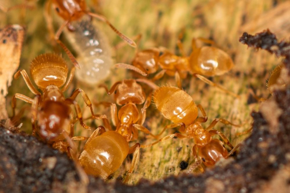 Lasius flavus цікаві місцеві мурахи, интересные местные муравьи