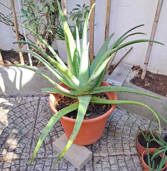 Planta Aloé vera
