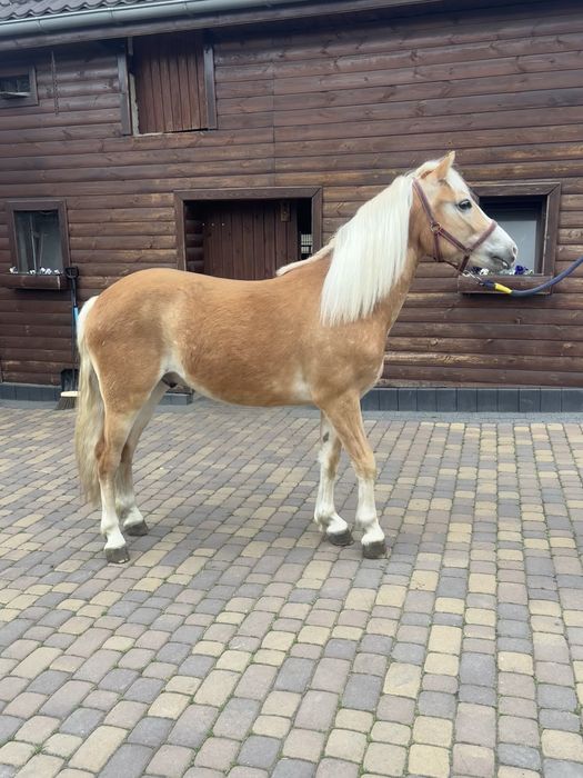 Wałach haflinger