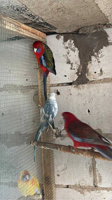 Aleksandretta aleksandretty