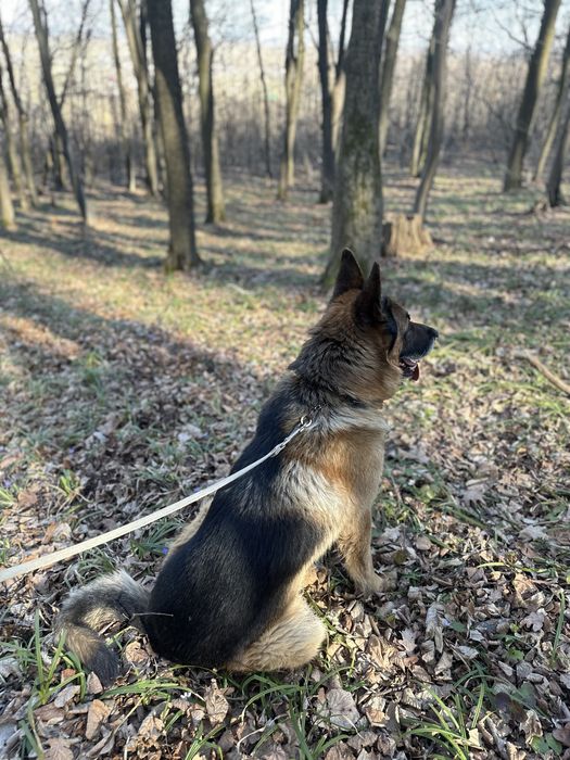 Вʼязка (злучка) з німецьким вівчарем (німецькою вівчаркою)