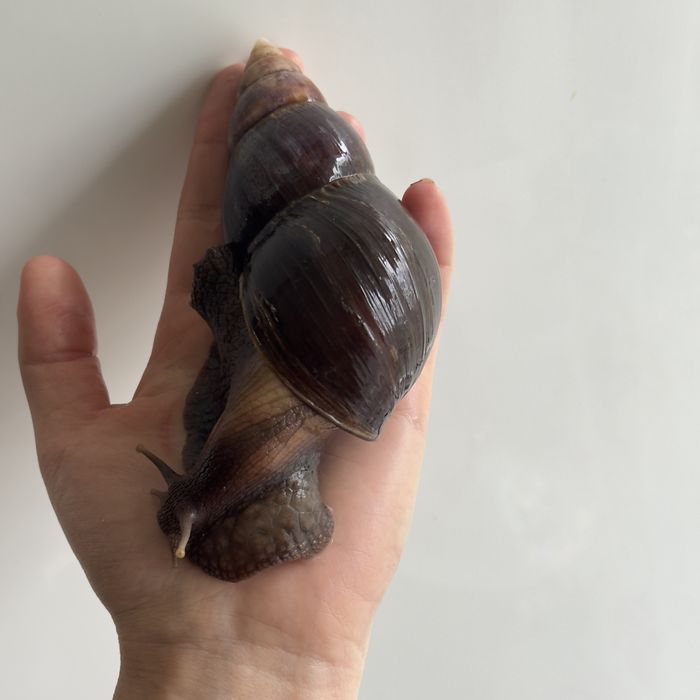 Ахатина Фуліка Стандарт равлики косметологія snail therapy collagen