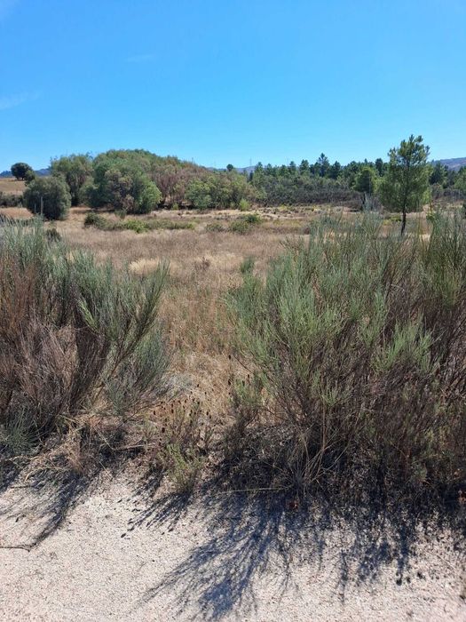 Terreno com 10.000 m² para venda | Trigais, Bendada