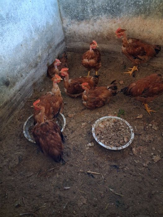 Vendo galos e coelhos