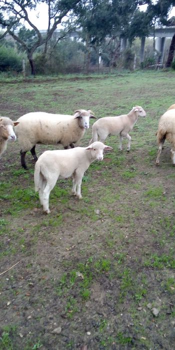 Borregos "biológicos"