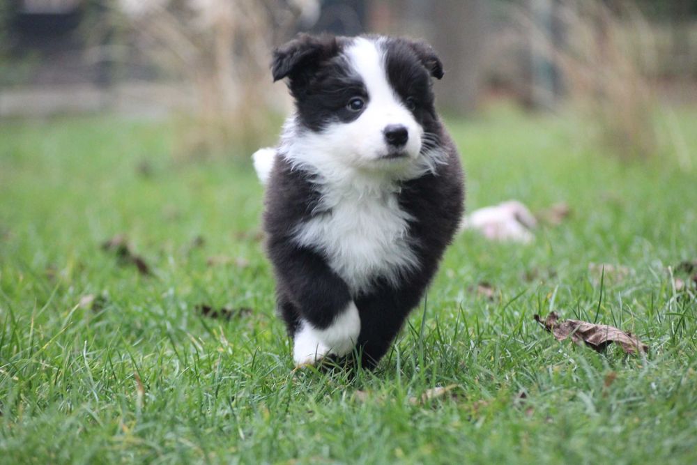 Border collie ZKwP FCI show