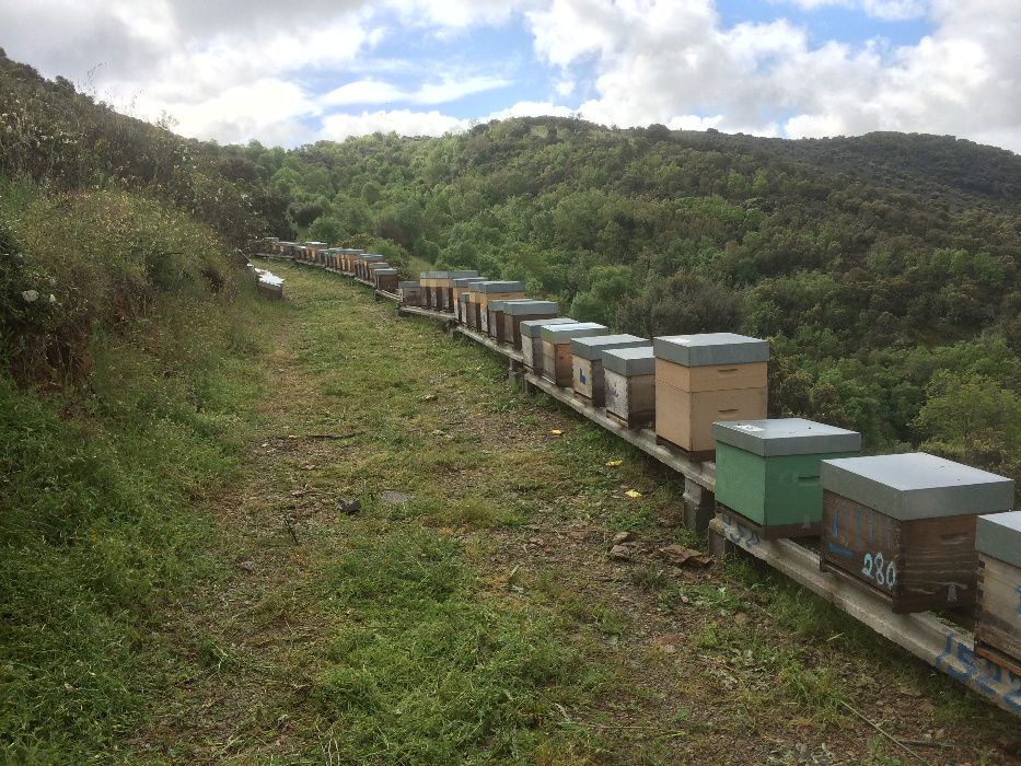 Mel de tras os montes -Pinelo - Vimioso (foto real)