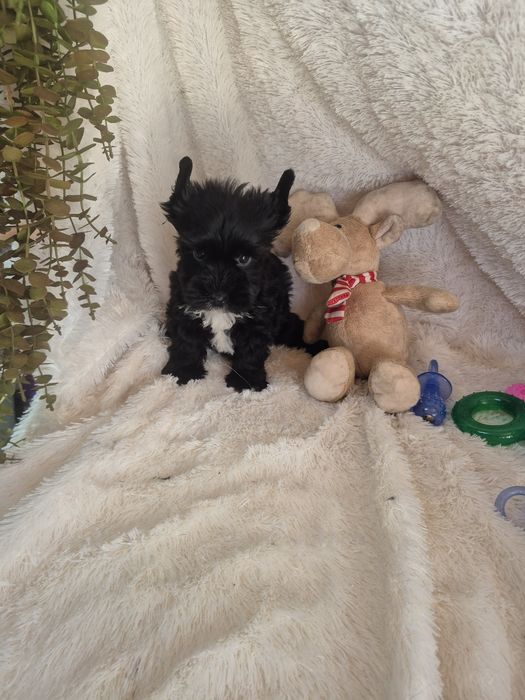 Biewer Terrier Macho Criadora Registada PT3088FL