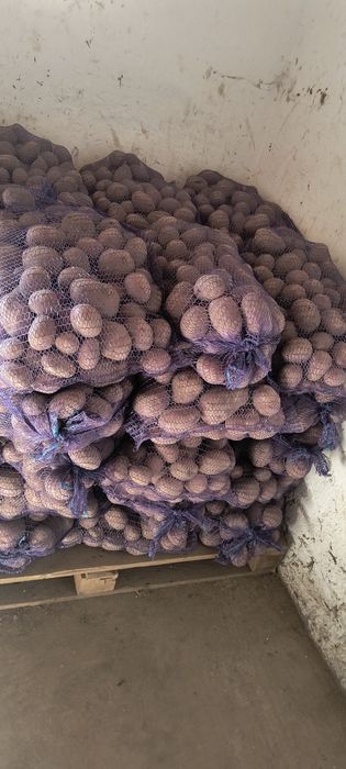 Ziemniaki  wielkość sadzeniaka kaliber 35/55