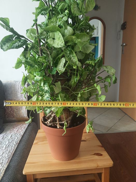 Metrowe syngonium