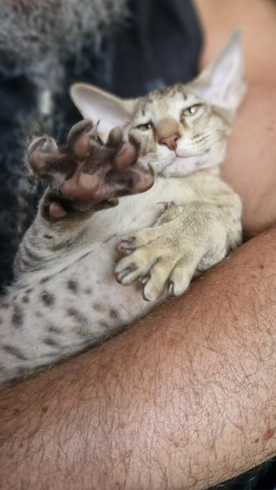 Kocięta Peterbald orientalny