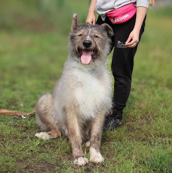 duży pies czeka na dom