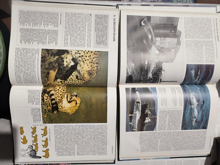 Enciclopédia Animais: 7 livros