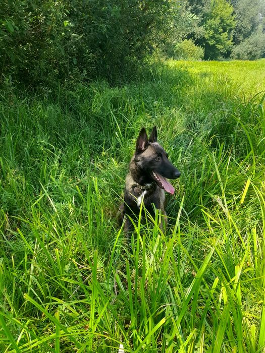 Малинуа кобель для вязки 2 года.