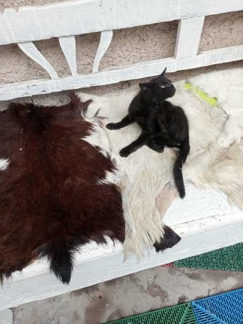 Одне трьохмісячне і одне річне кошеня сіамсько-дворянської породи