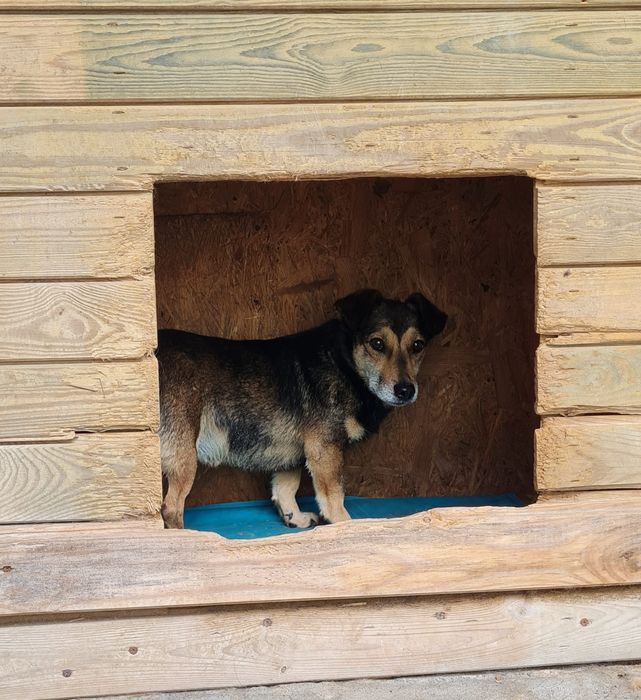 Schroniskowy lękowy Milo czeka na ratunek i osobę z wielkim sercem