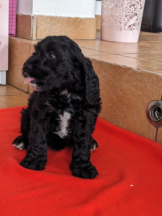 Suczka Springerdoodle pudel (cockapoo Maltipoo Doodle)