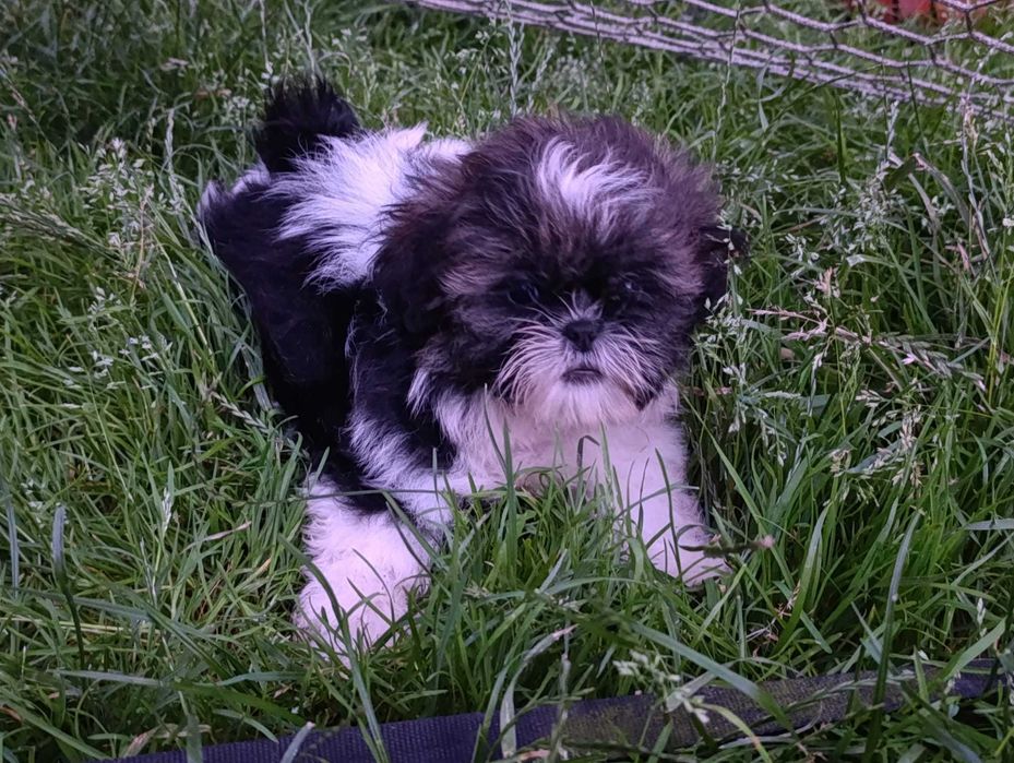 Shih-tzu z Rodowodem