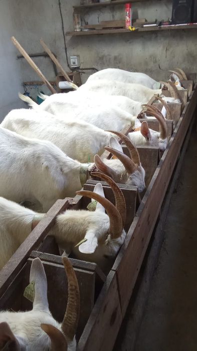 Rebanho de cabras murcianas