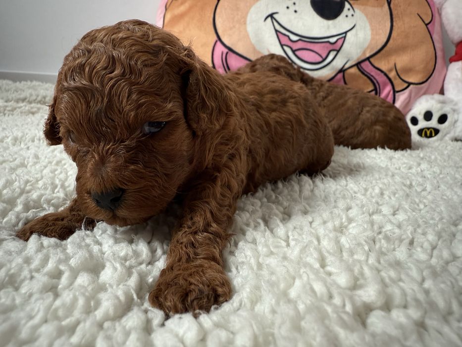 Pudel Toy Red piesek