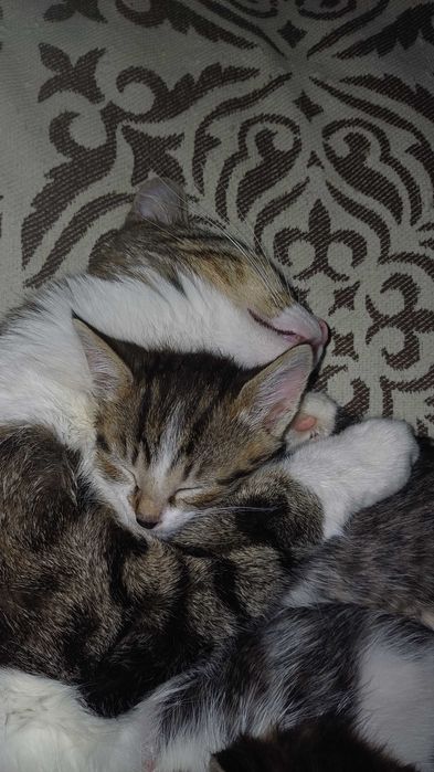 Трое замечательных котят