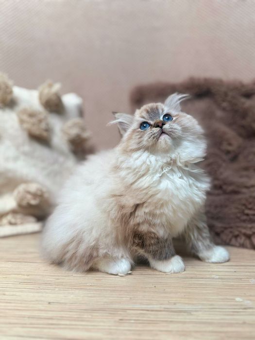 Kocurek Ragdoll Hades n 04 21